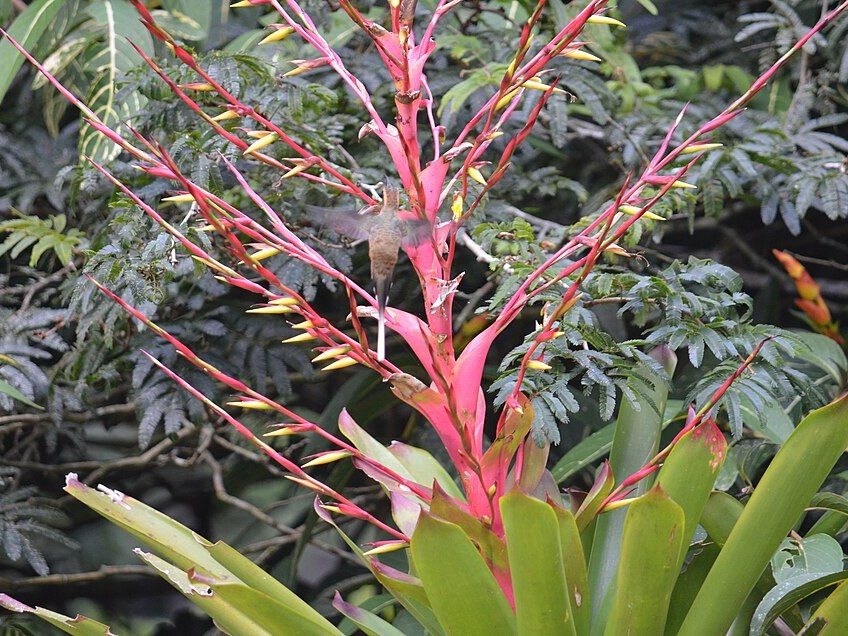 莺歌凤梨实拍