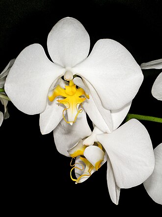 蝴蝶兰 Phalaenopsis aphrodite