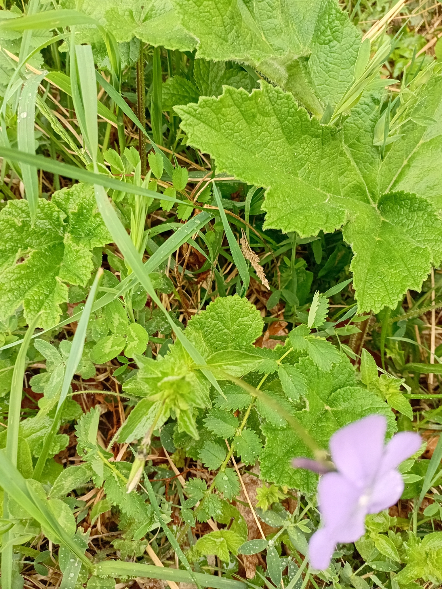 角堇照片3