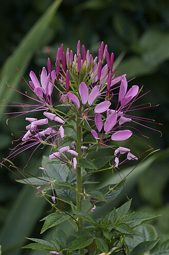 醉蝶花照片3