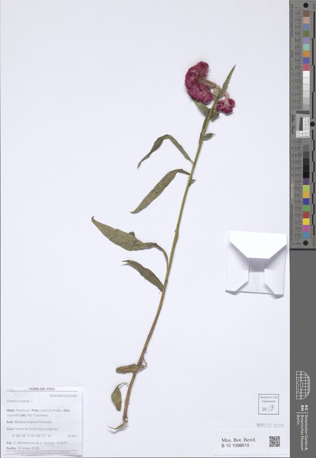 鸡冠花