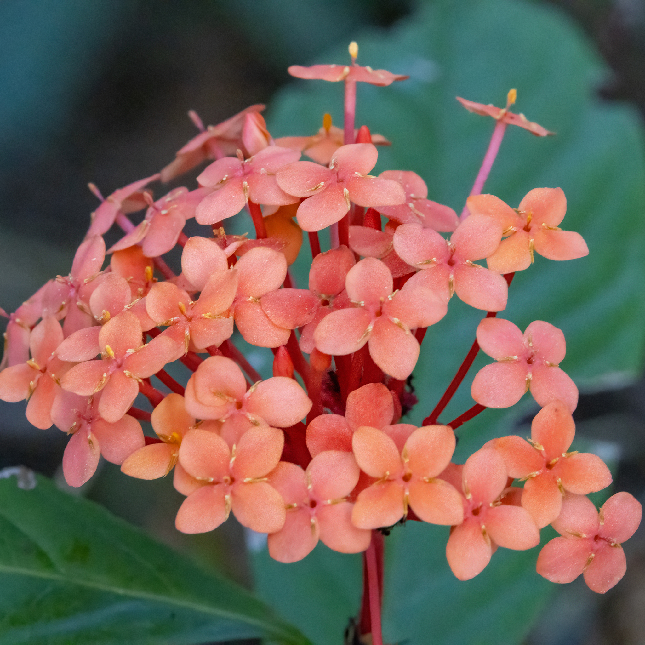 龙船花照片1