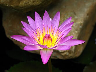 睡莲照片1