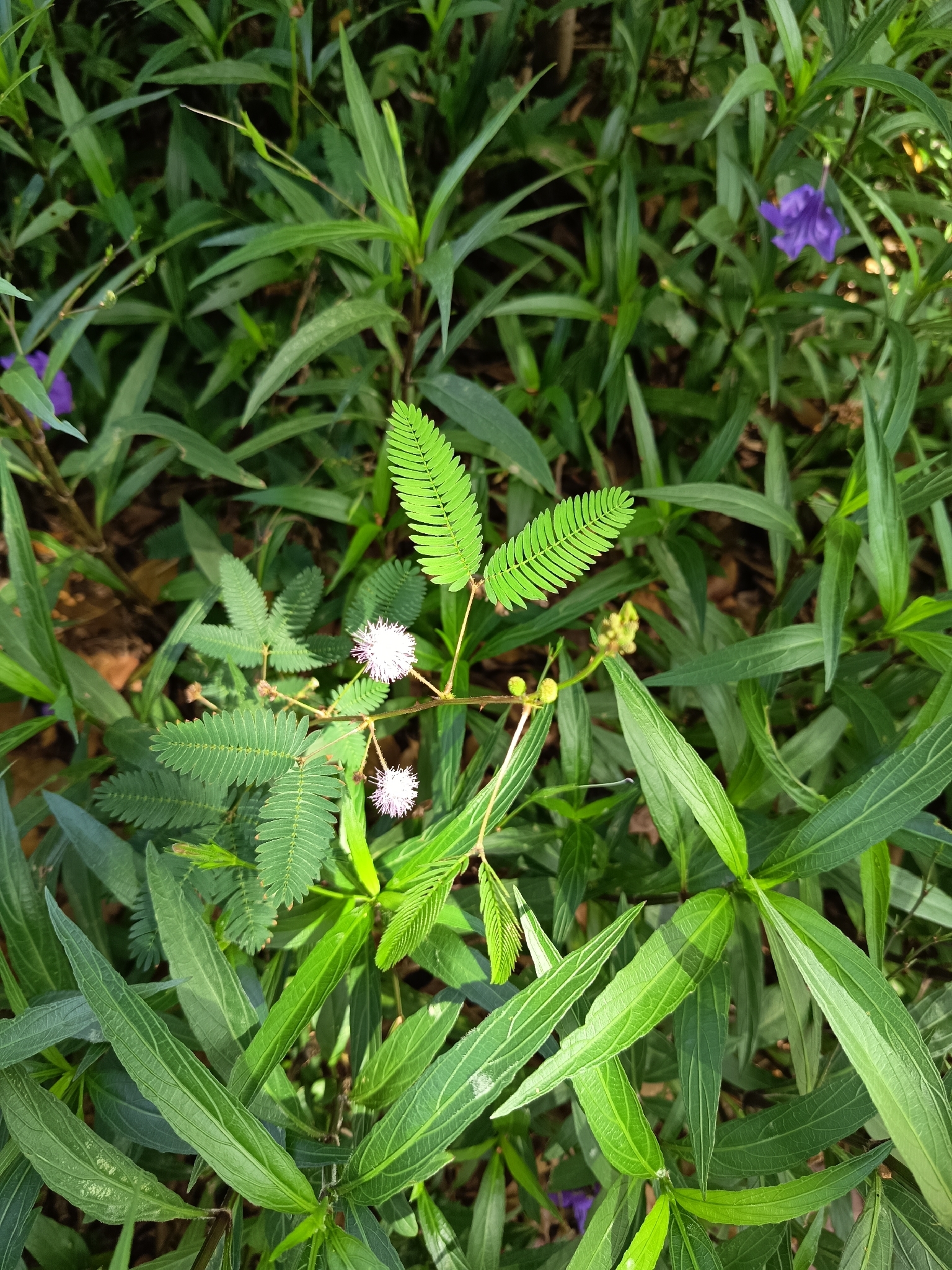 含羞草照片2