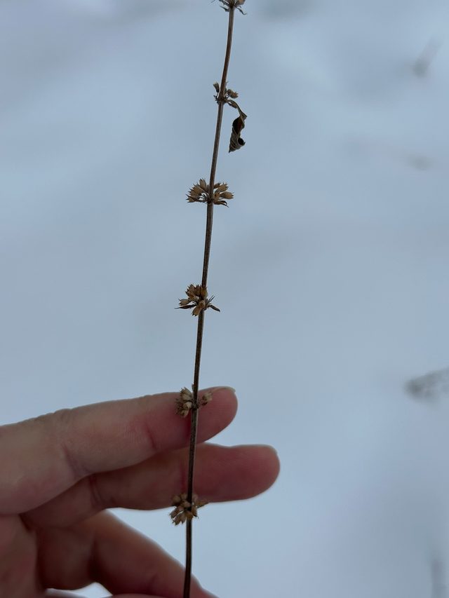 薄荷