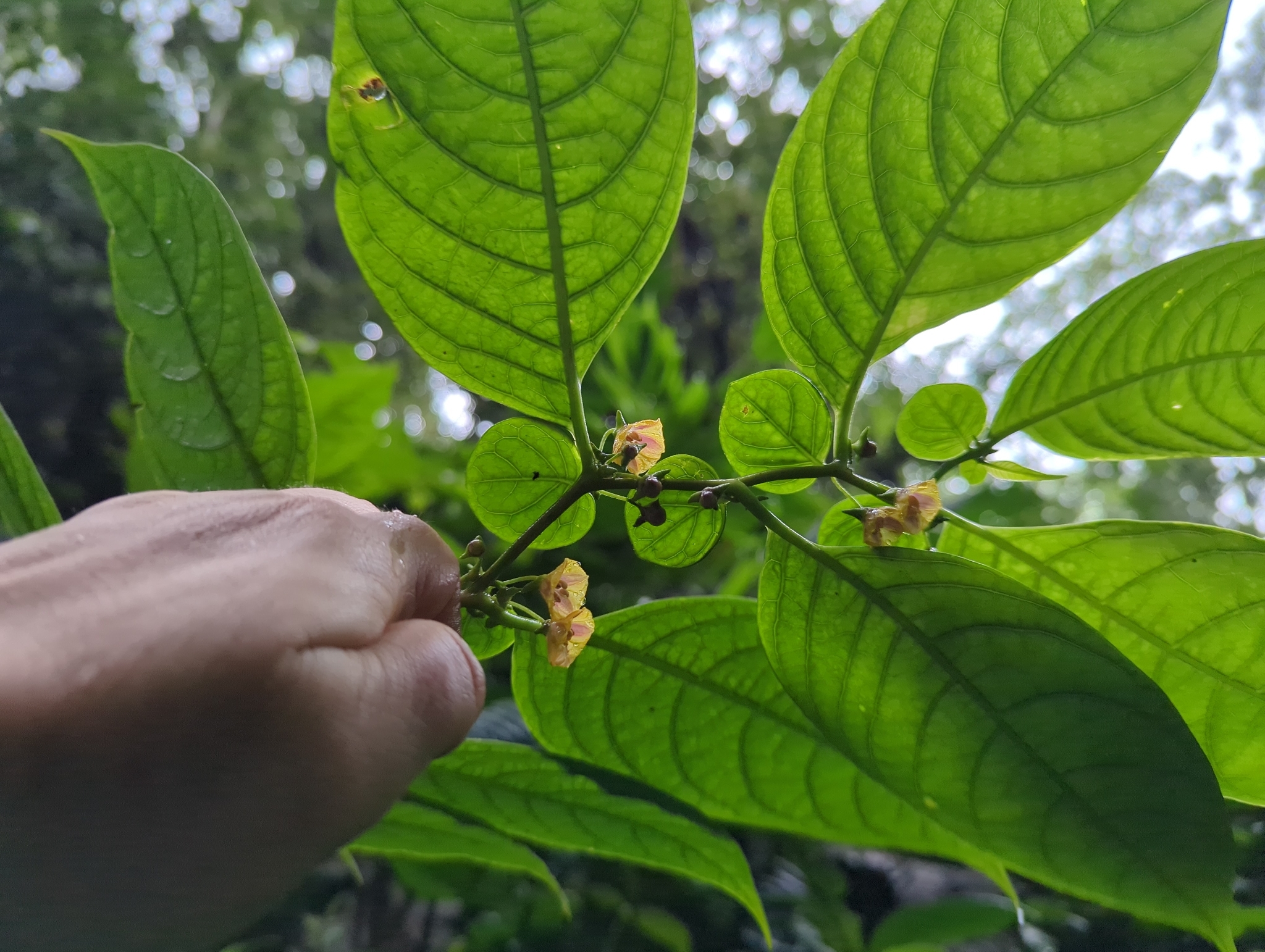 观赏辣椒照片2