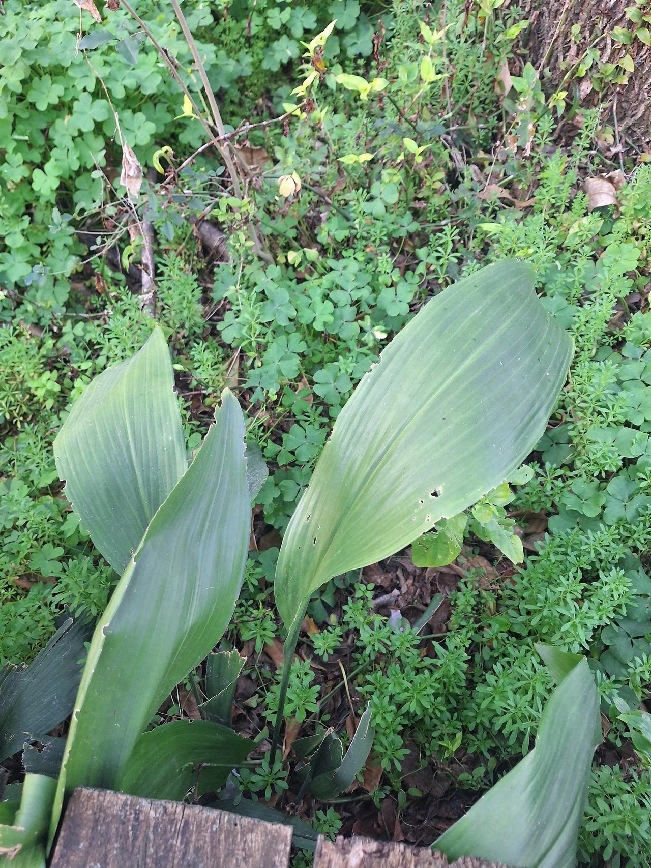 一叶兰实拍