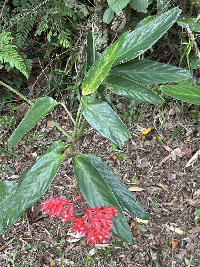 三色竹芋