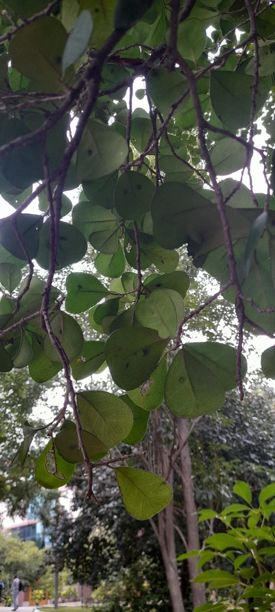 三角榕实拍