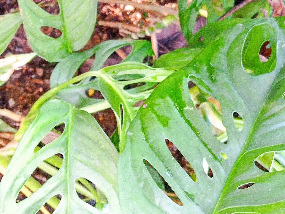 仙洞龟背竹实拍