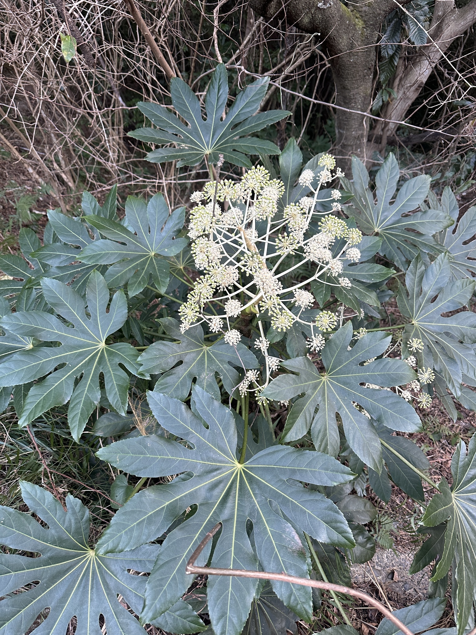 八角金盘照片1