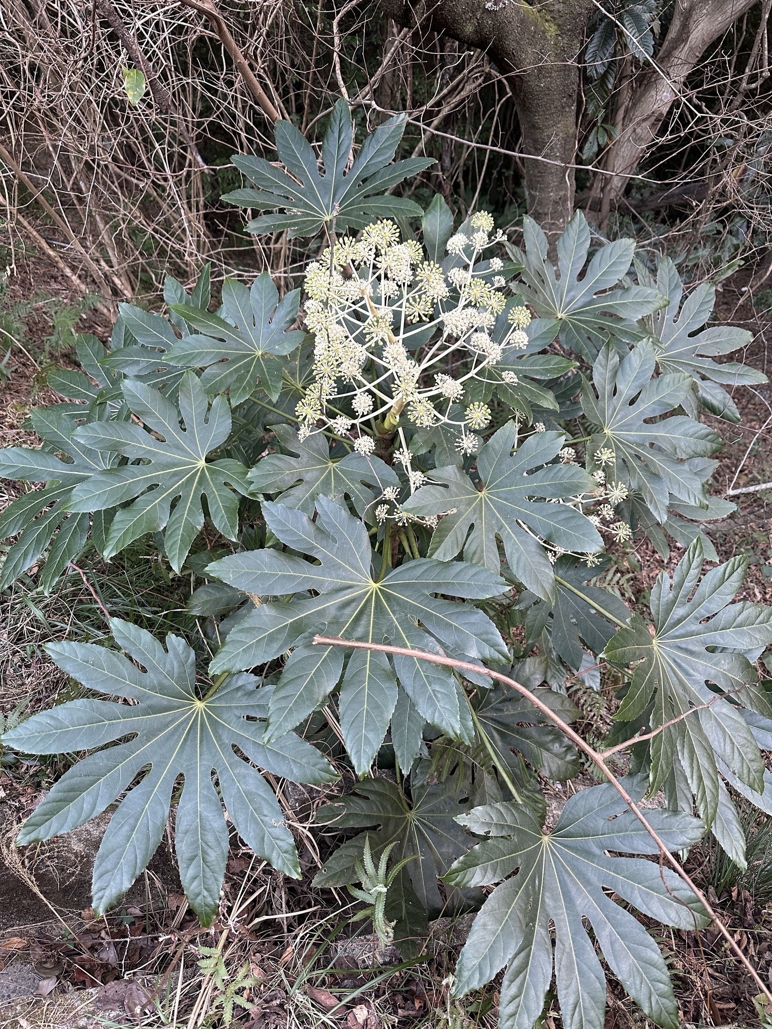 八角金盘照片2