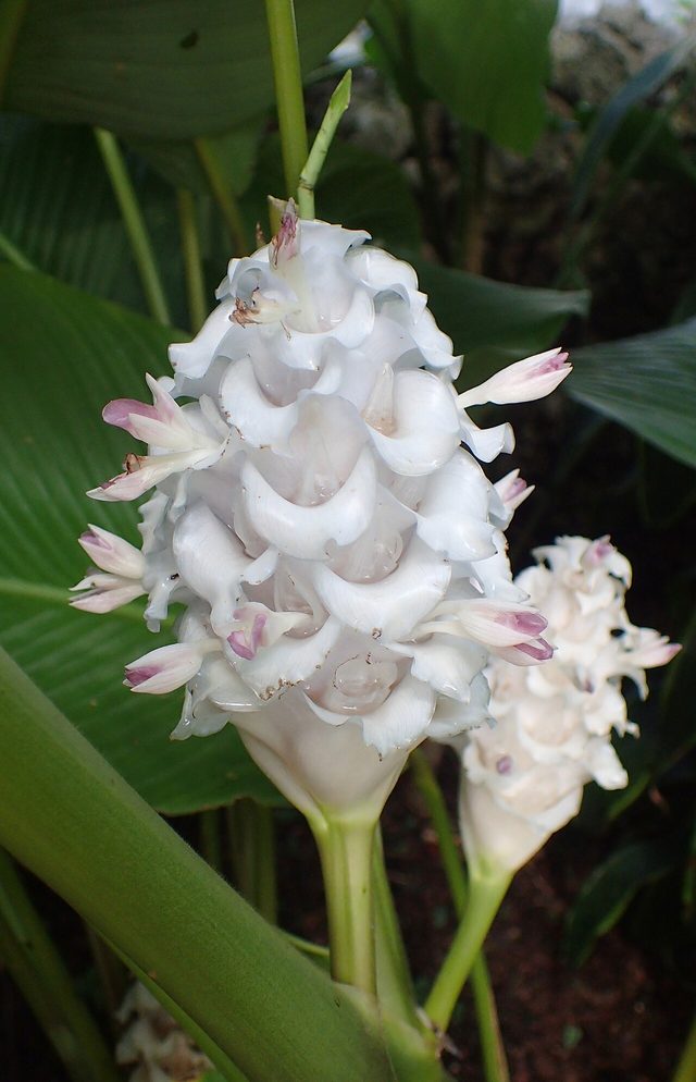 冰纹竹芋