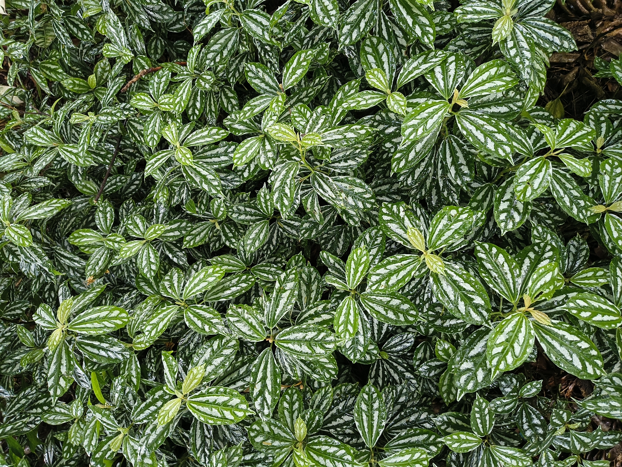 冷水花照片2