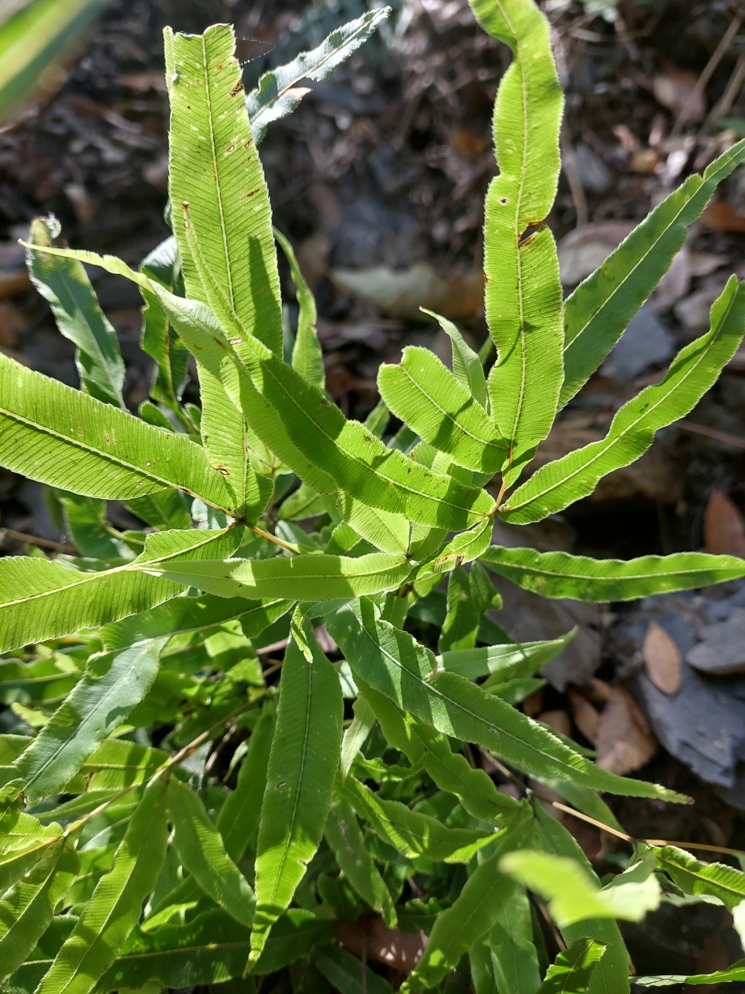 凤尾蕨照片1