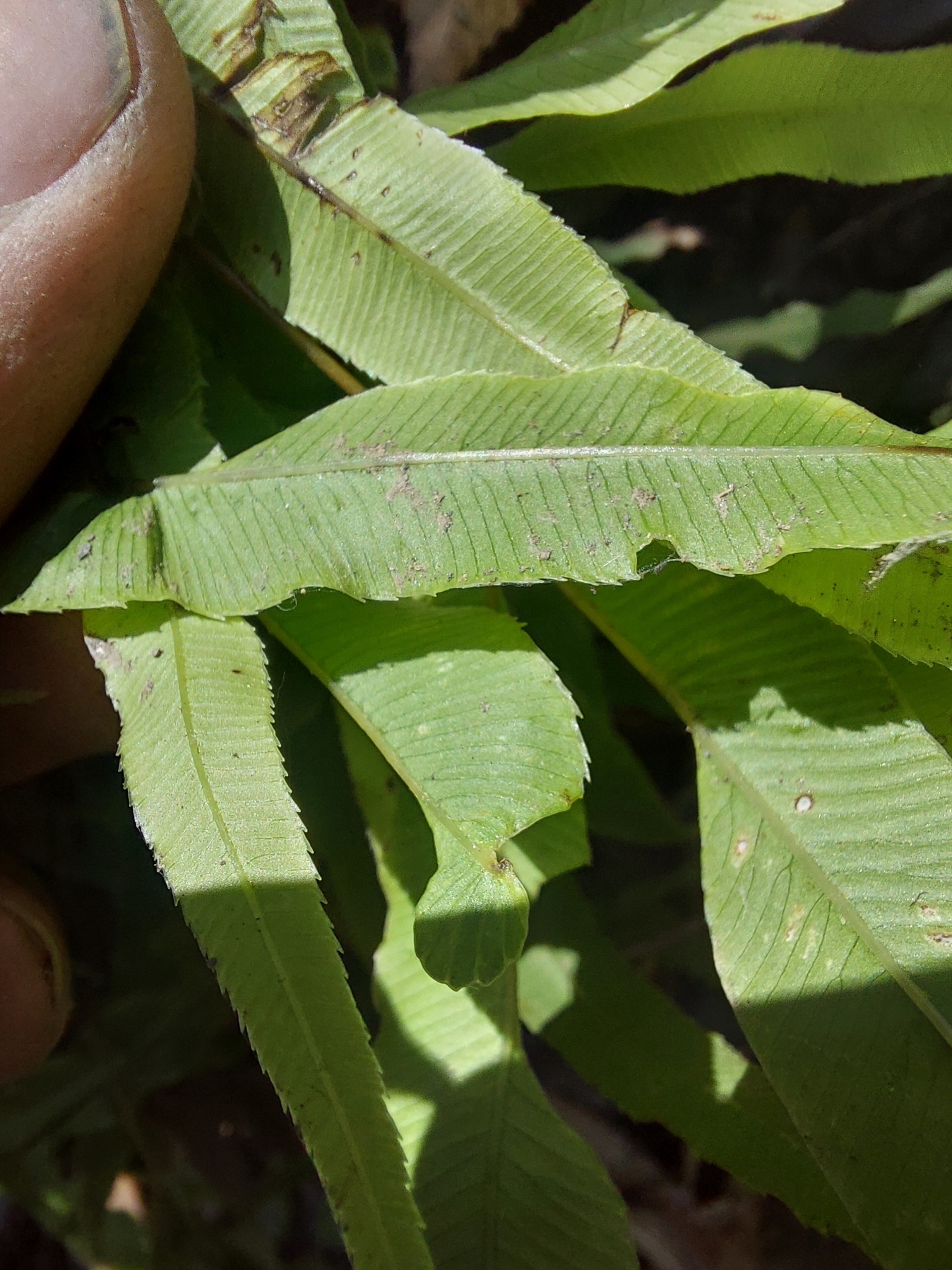 凤尾蕨照片3
