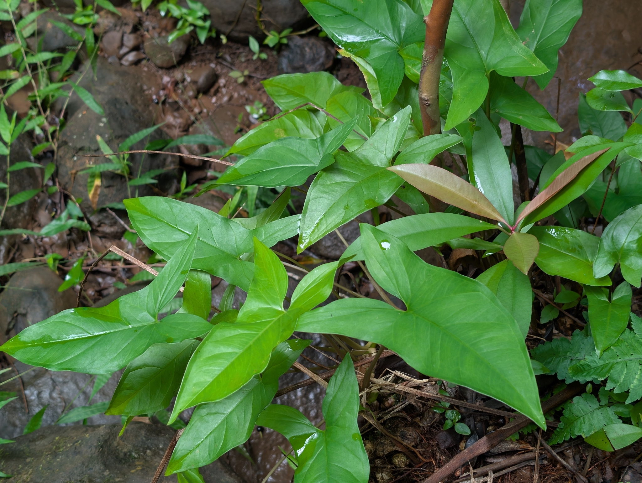 合果芋照片2