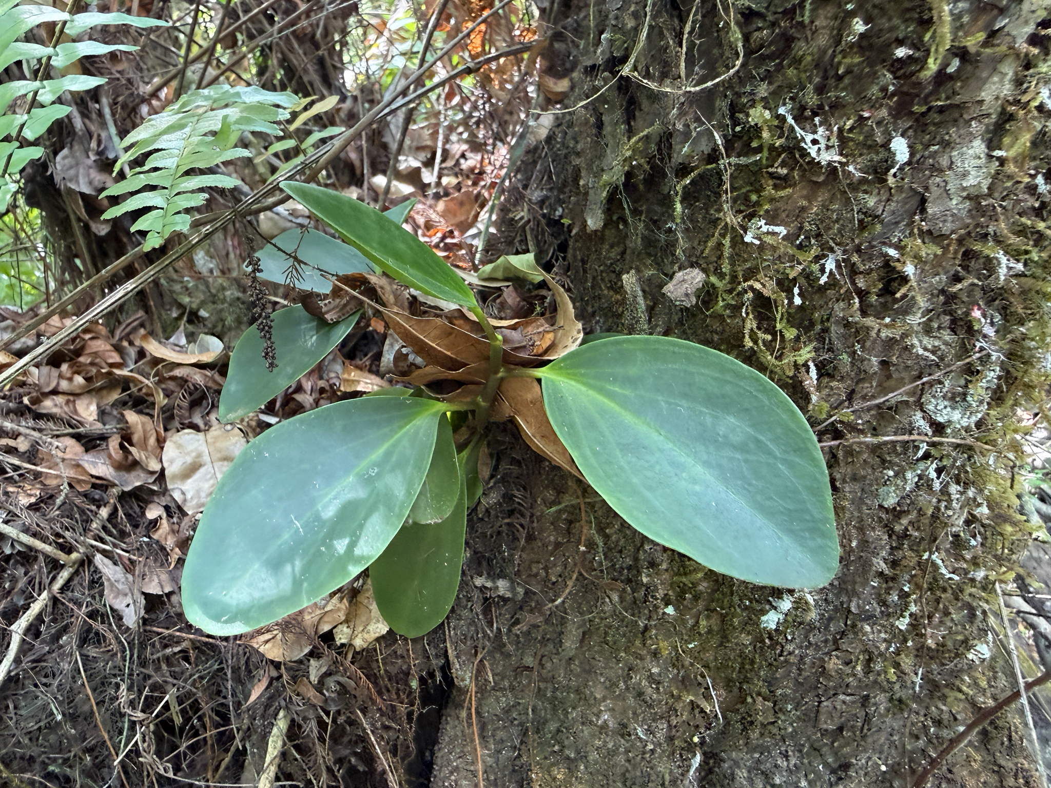 圆叶椒草照片1