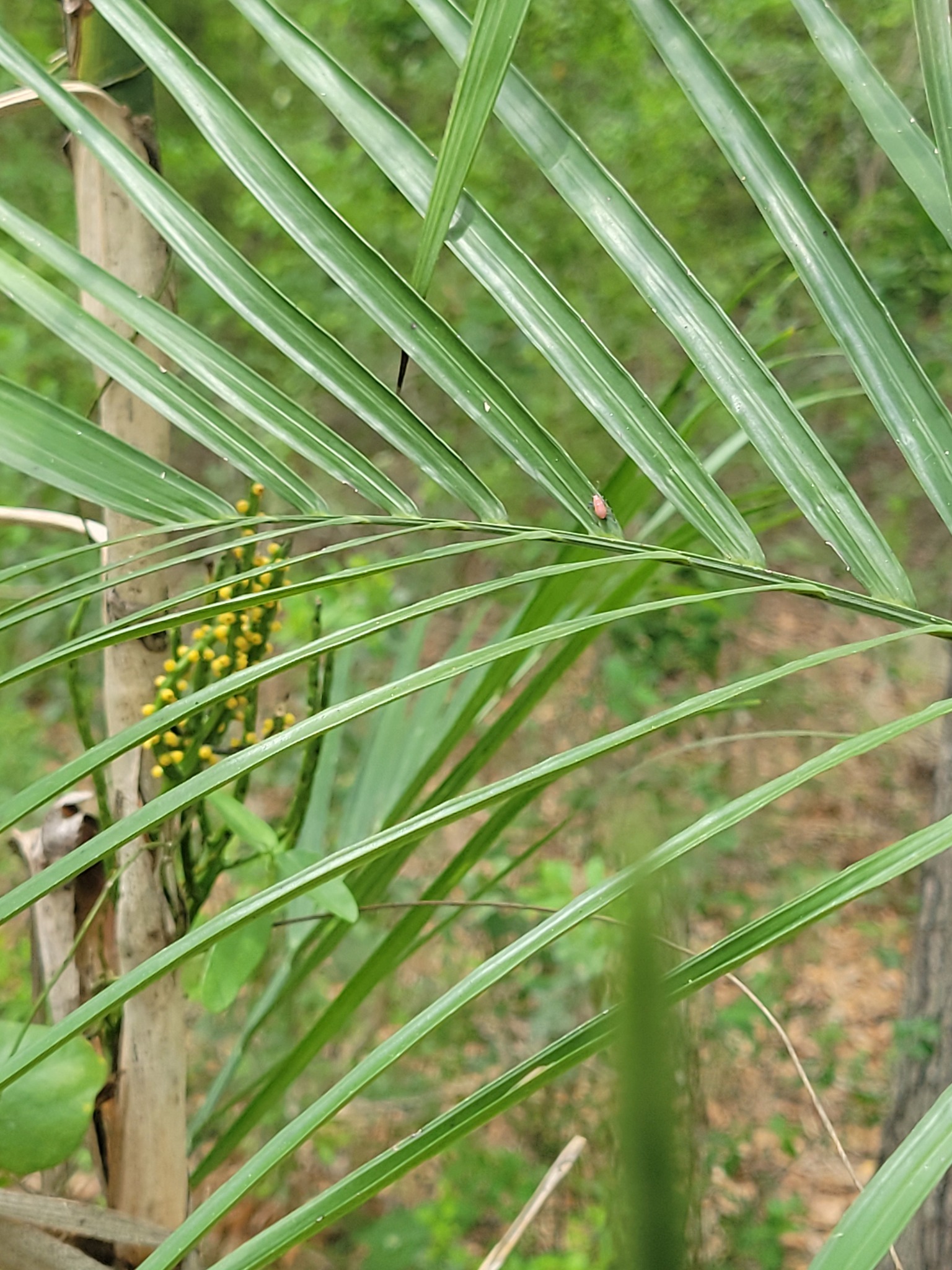 夏威夷椰子照片1