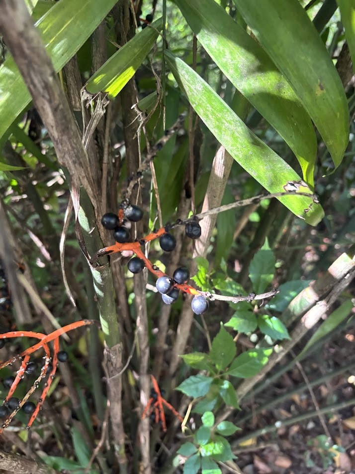 夏威夷椰子照片2