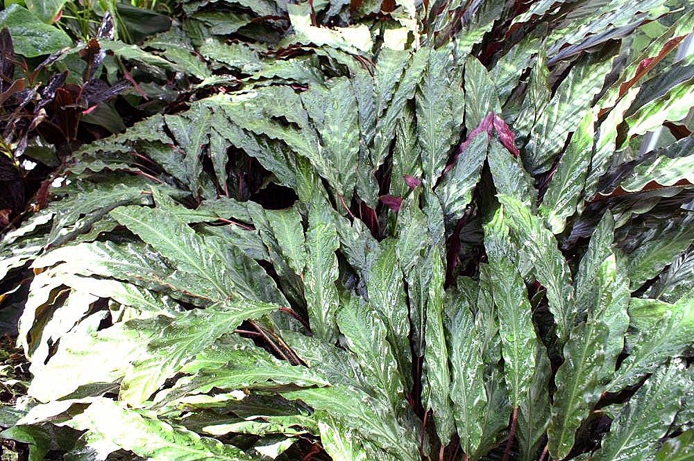 天鹅绒竹芋实拍