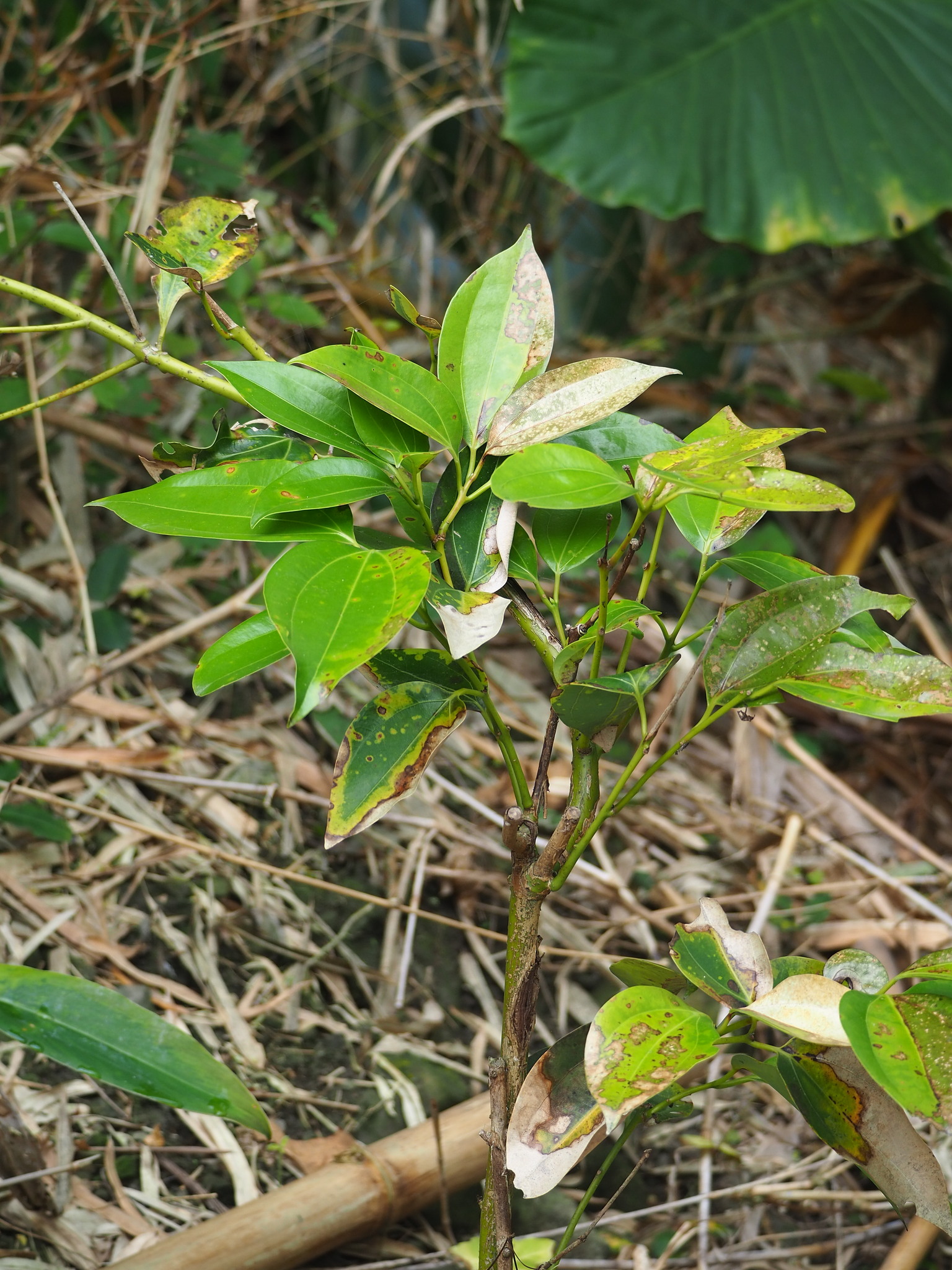 平安树照片2