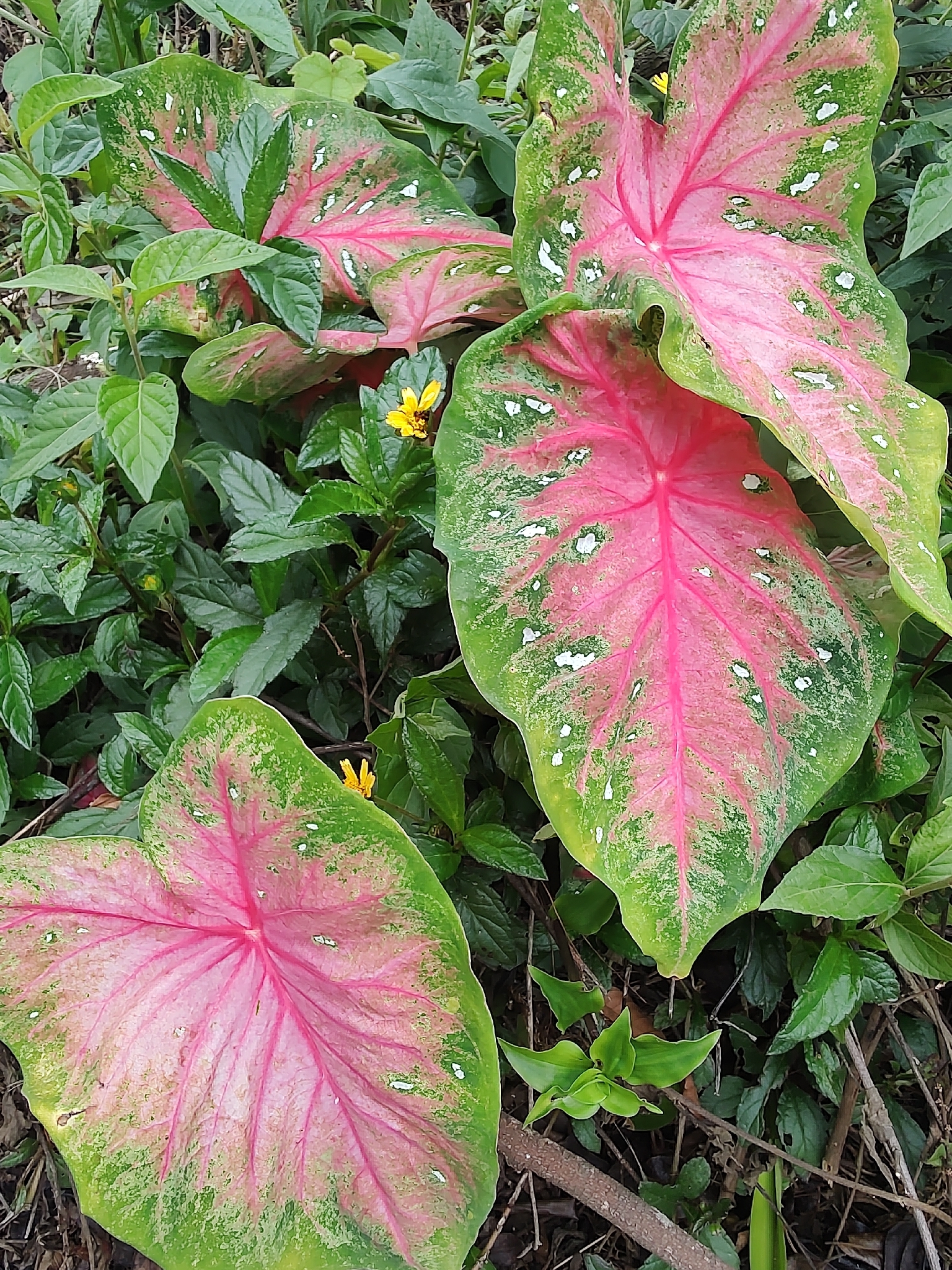 彩叶芋照片2