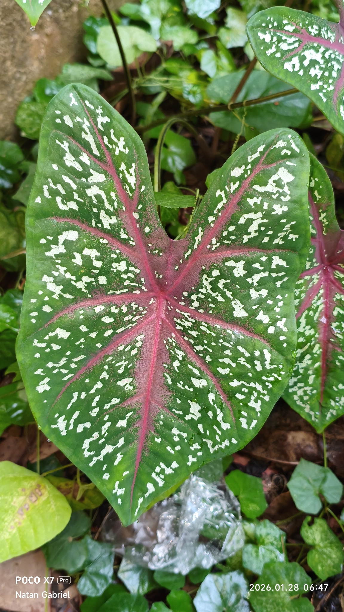 彩叶芋照片3