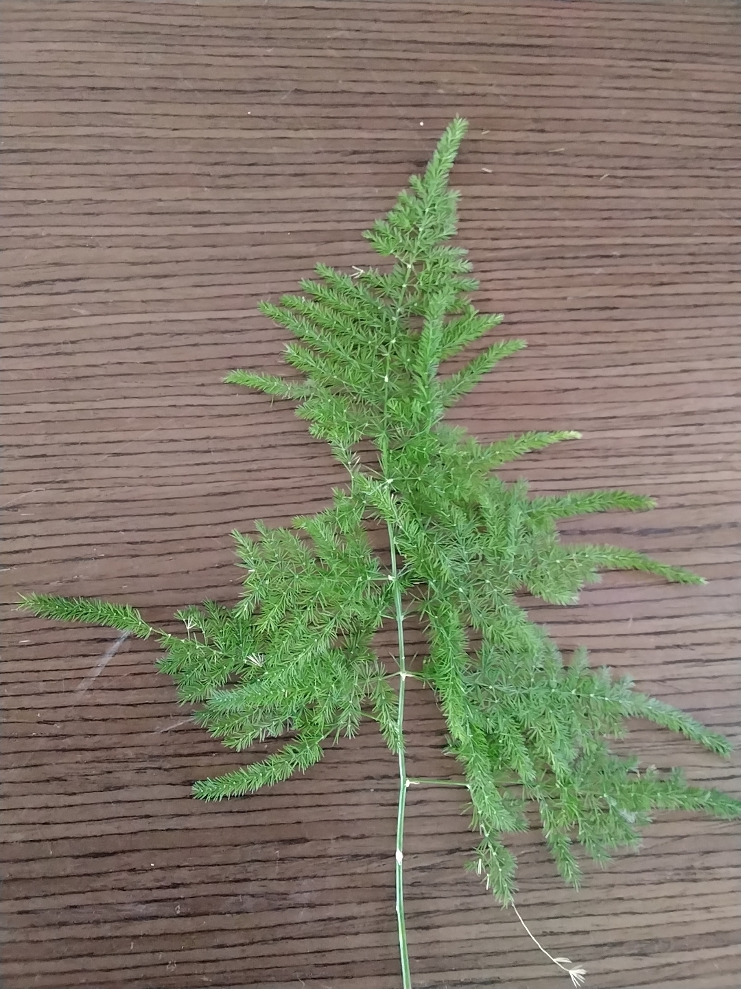 文竹照片3