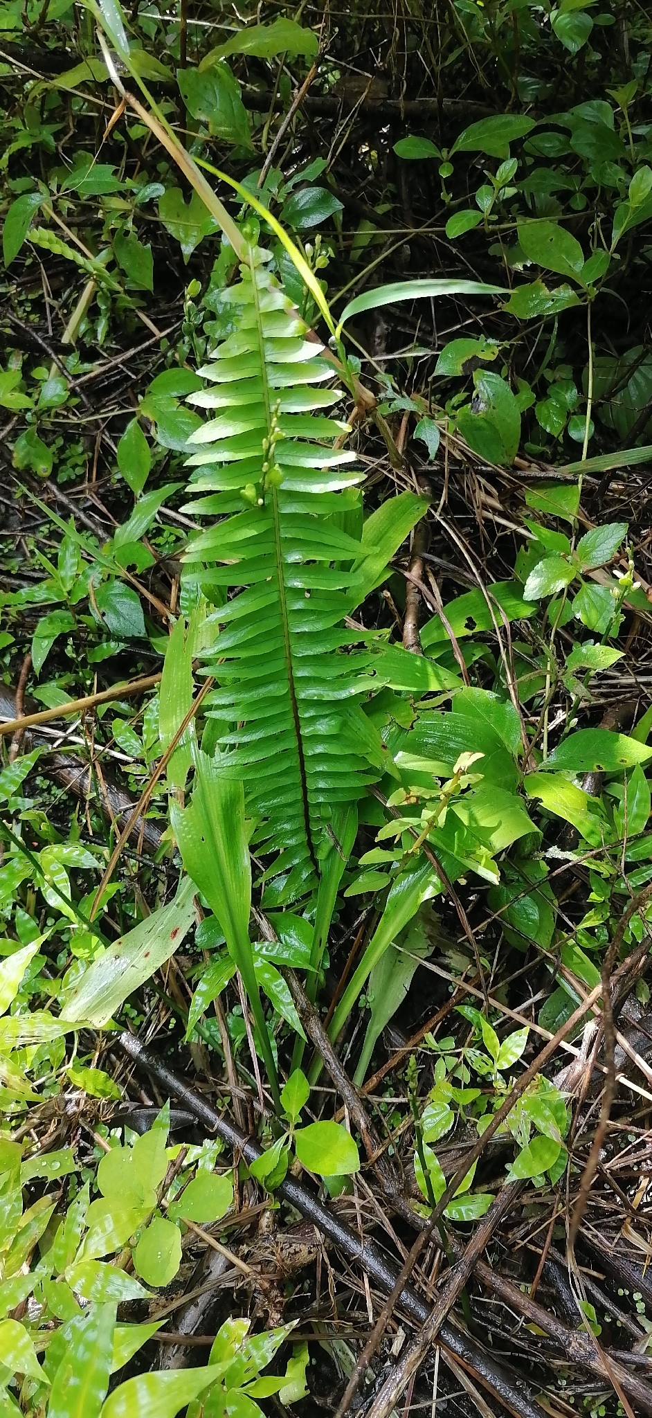 波士顿蕨照片3