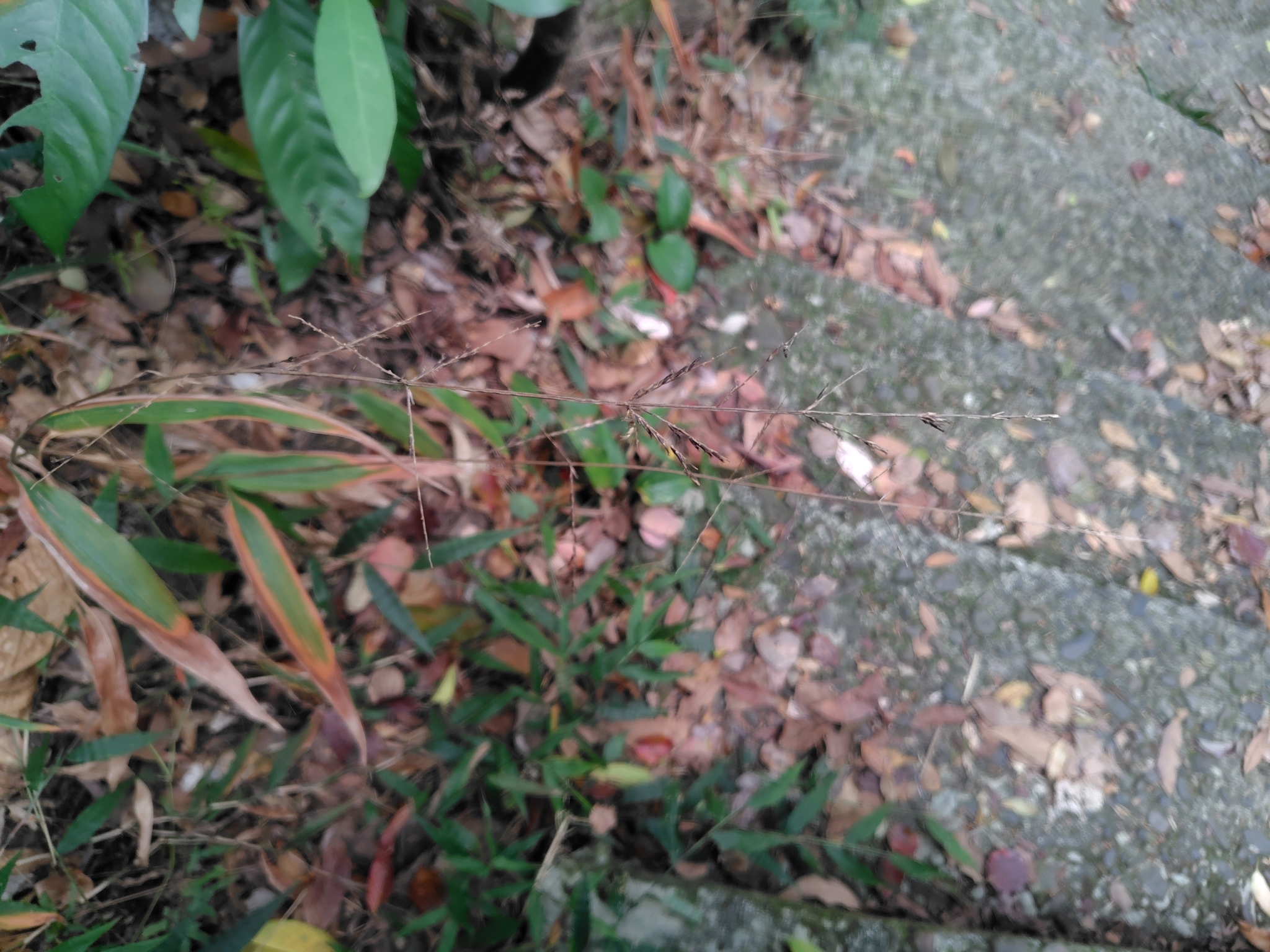淡竹叶照片2