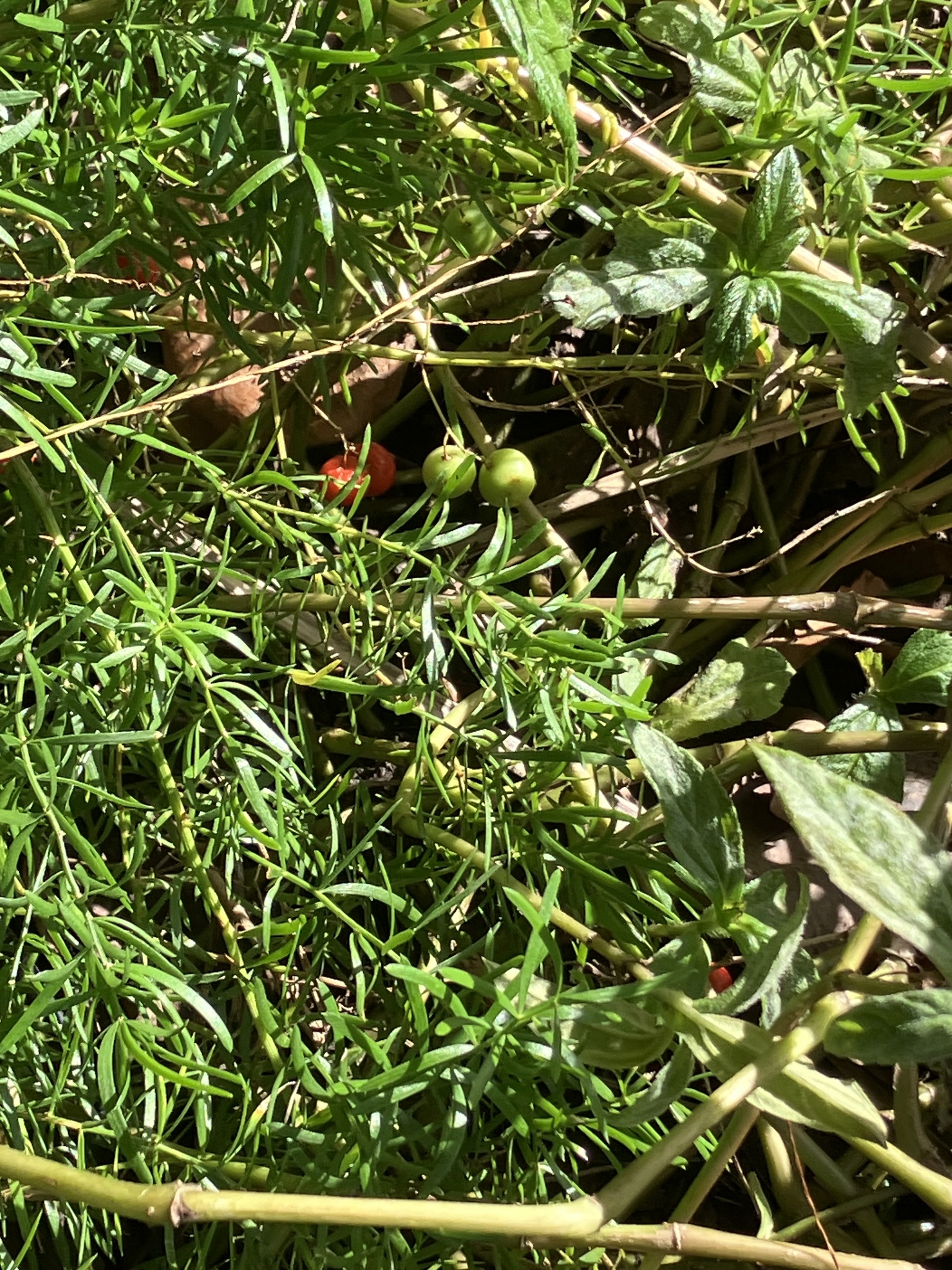 狐尾天门冬照片2