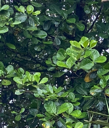 琴叶榕照片3