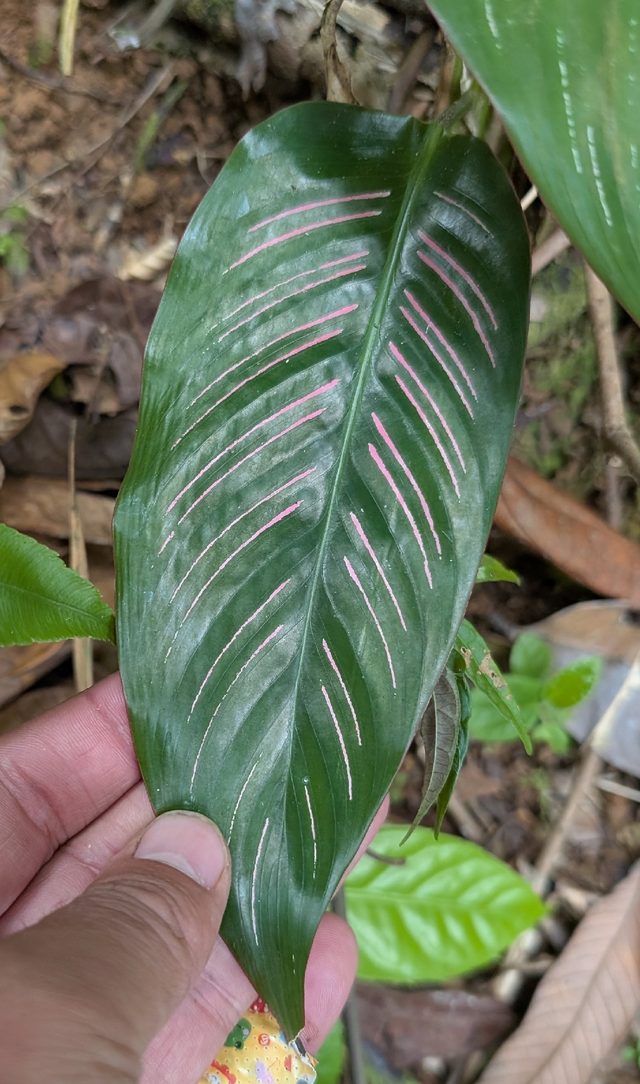 白脉竹芋