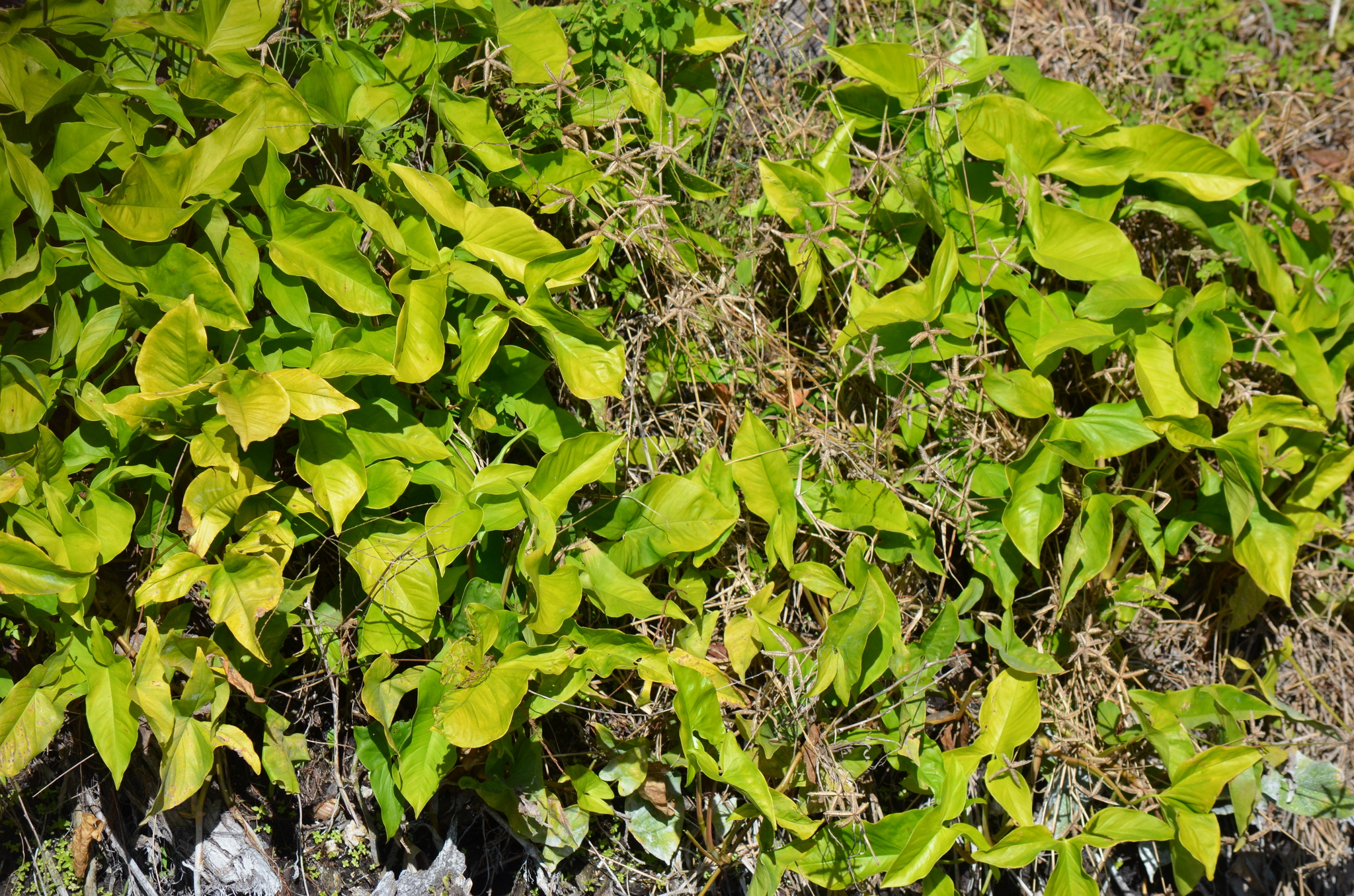 白蝶合果芋照片2