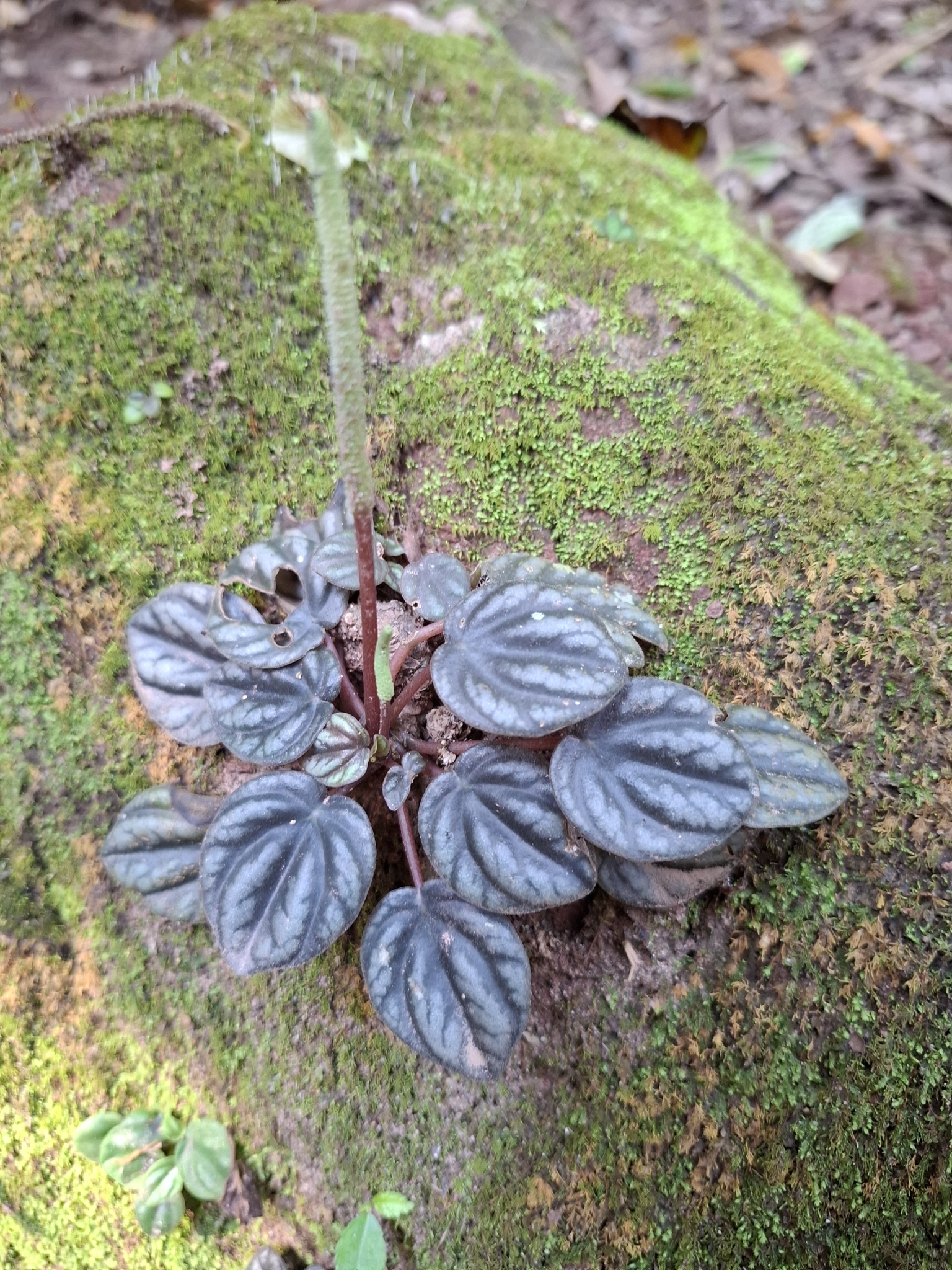 皱叶椒草照片1