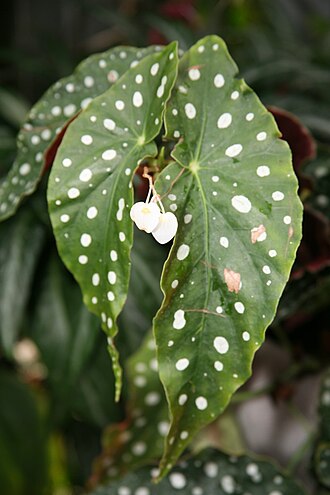 竹节海棠照片1