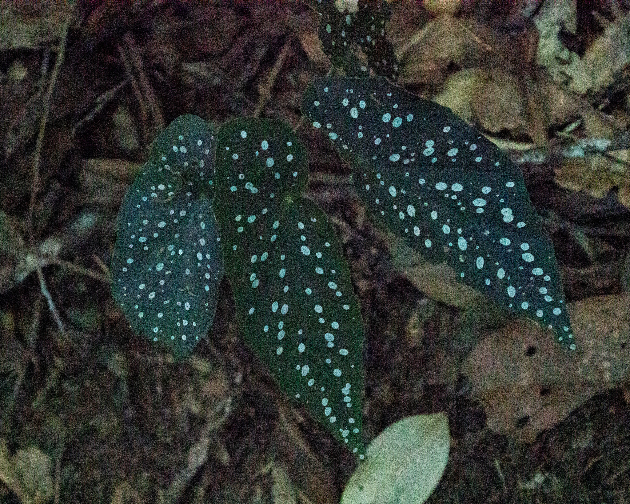 竹节海棠照片3