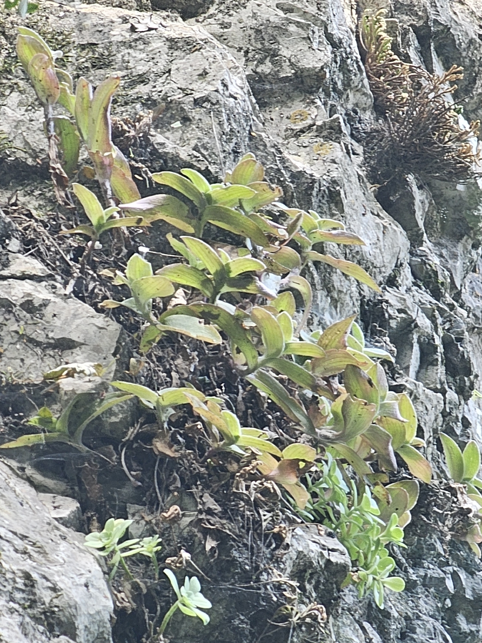 紫羊绒照片3