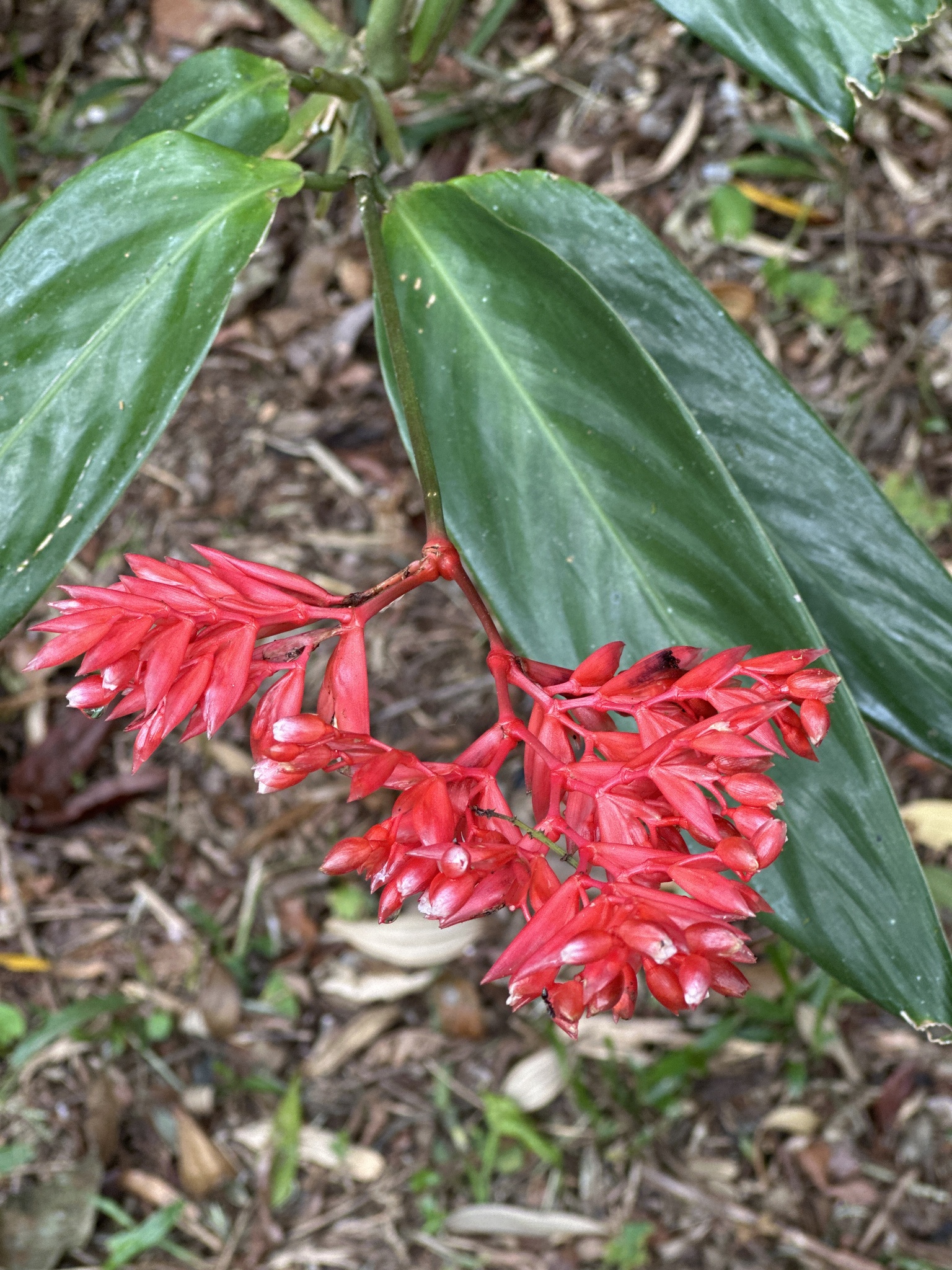 紫背竹芋照片3