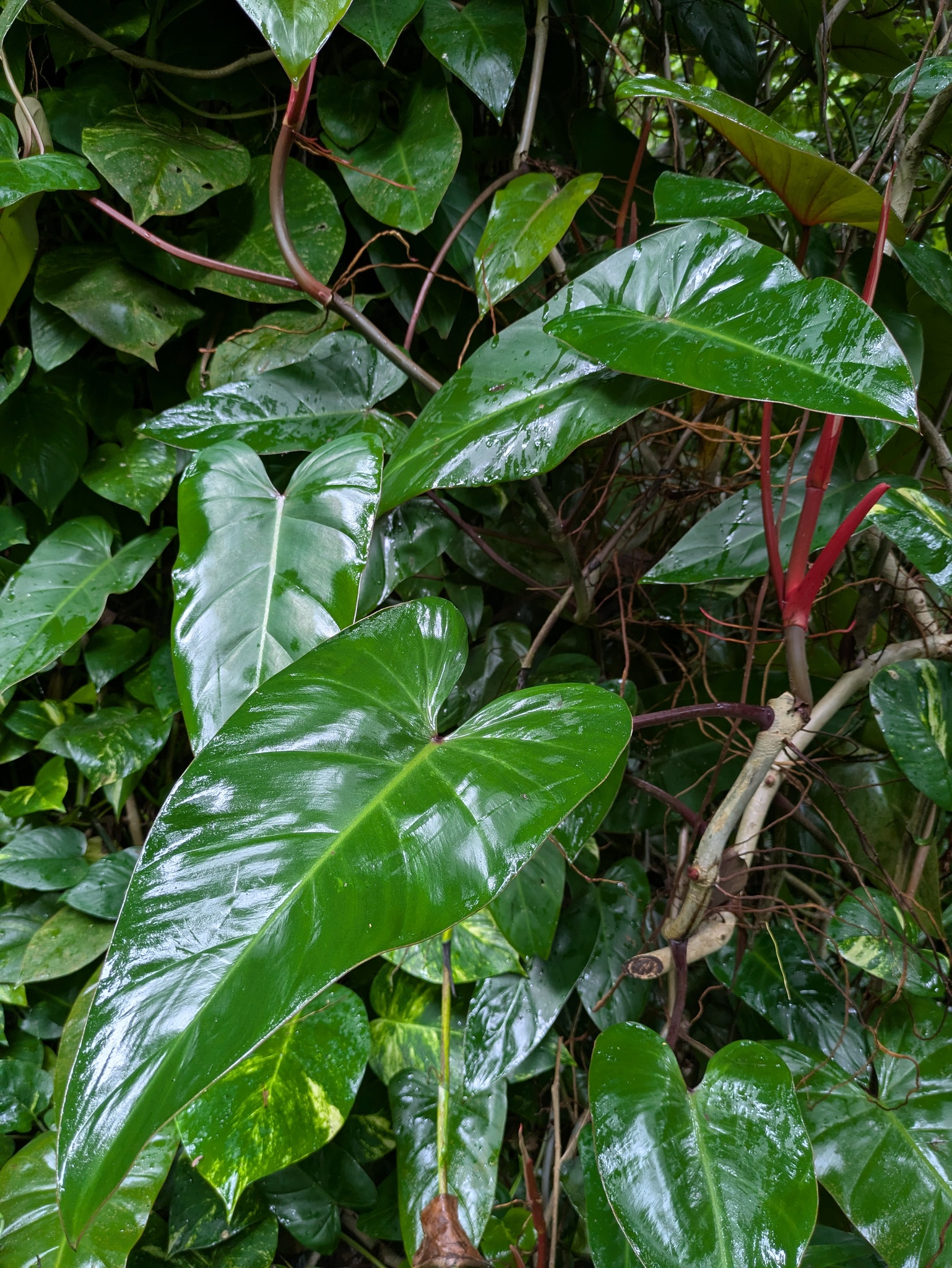 红宝石喜林芋照片1