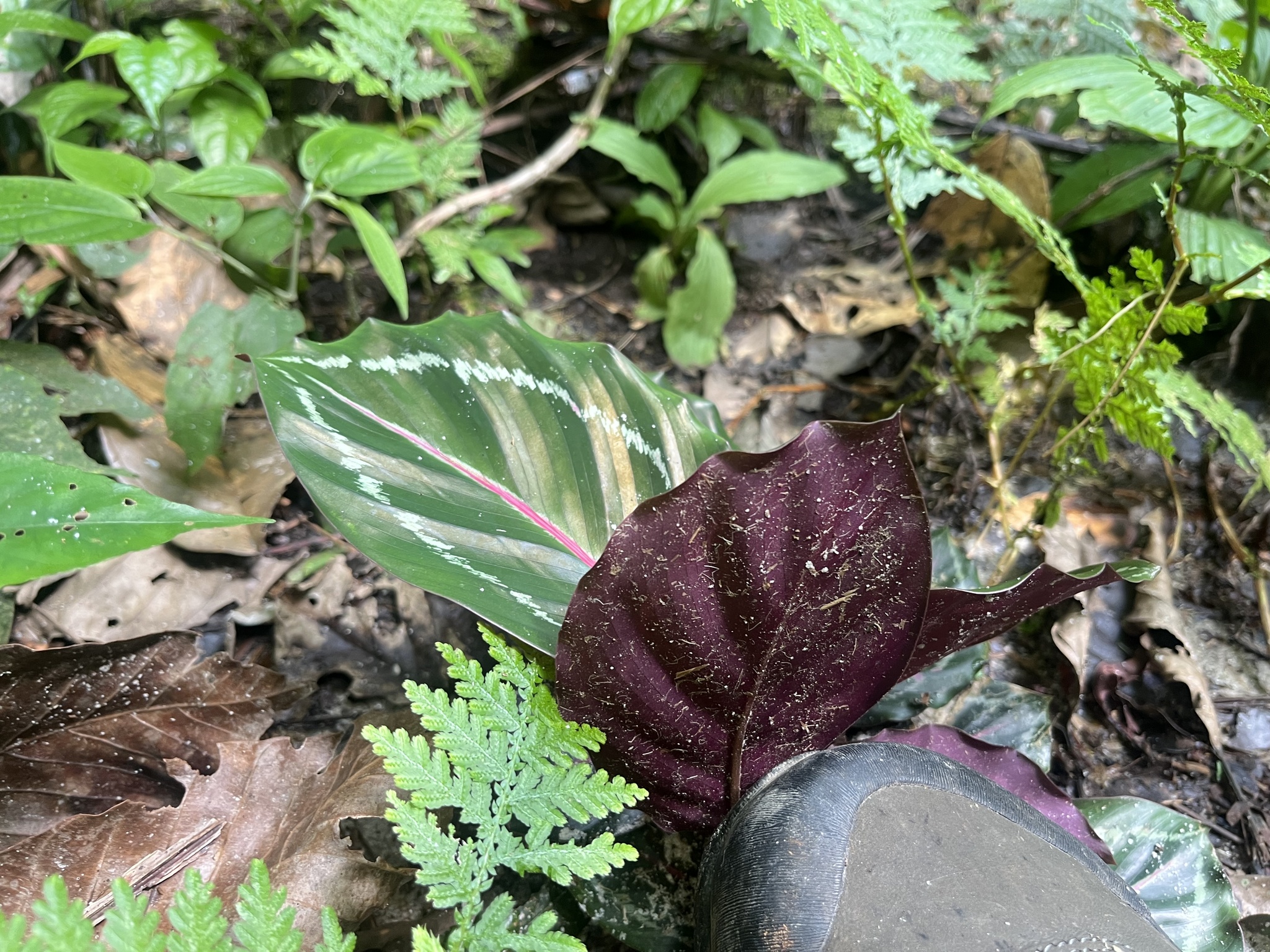 红脉竹芋照片3