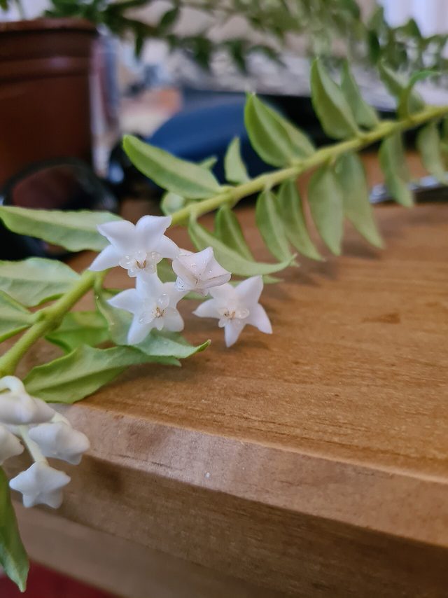 美丽球兰