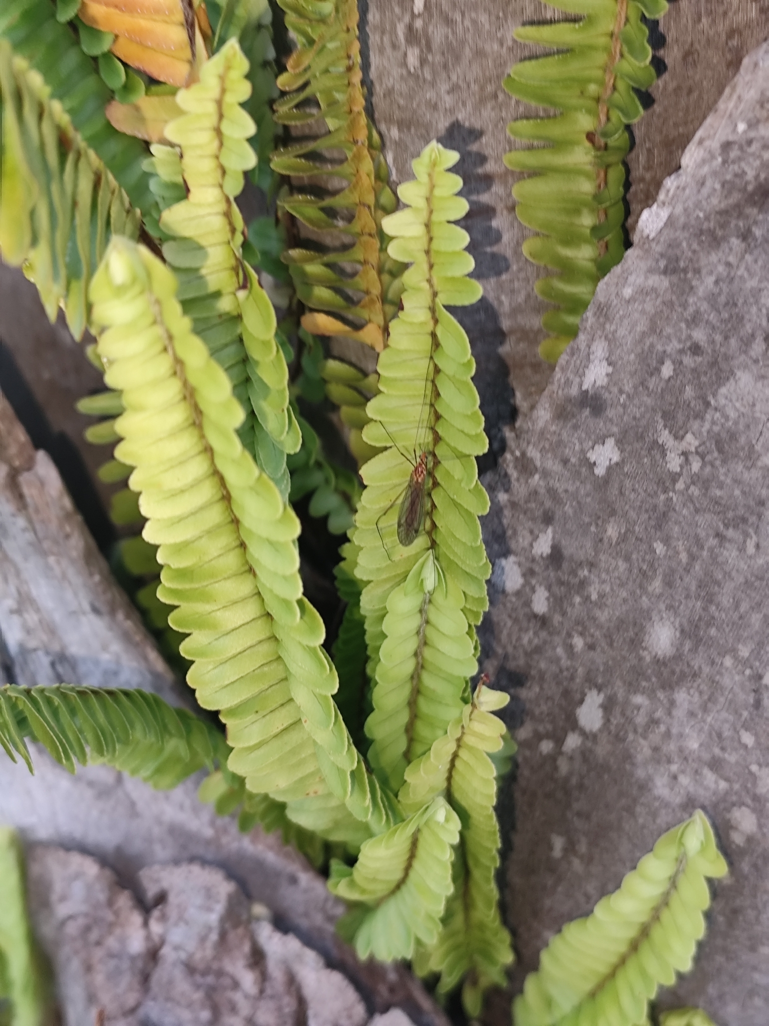 肾蕨照片2