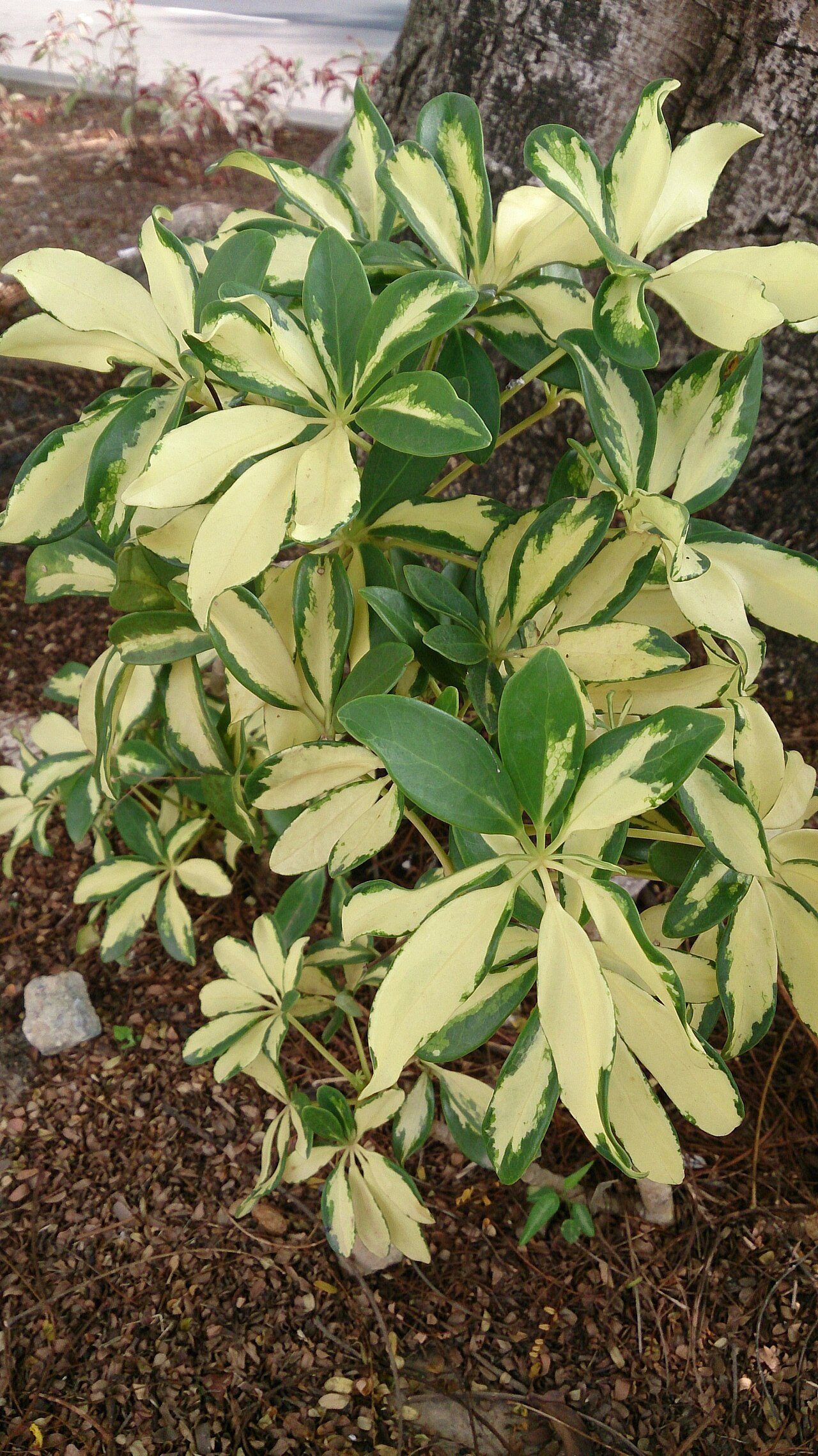 花叶鹅掌柴实拍