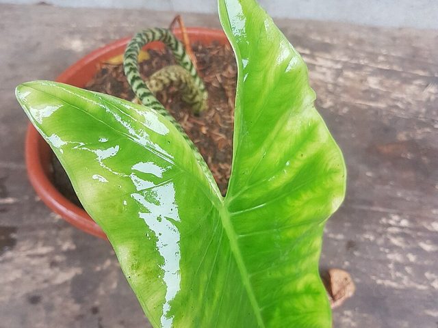 萨利海芋