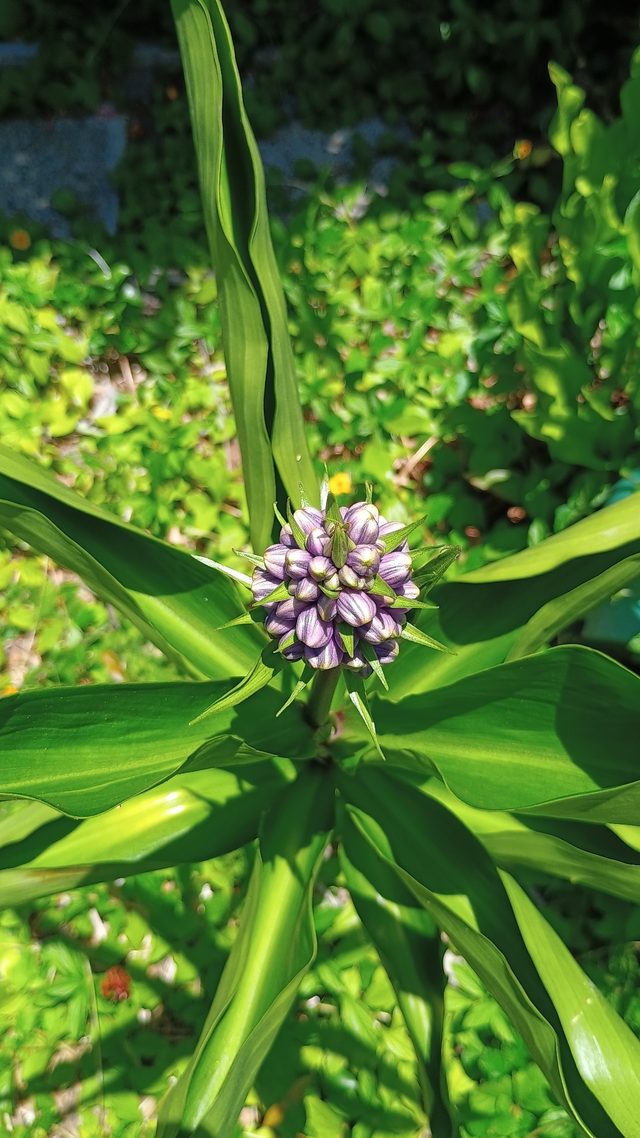 蓝花竹节