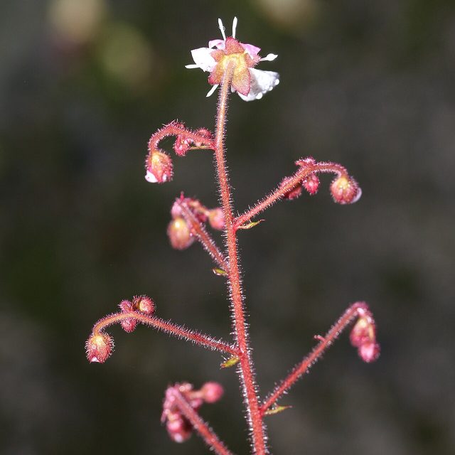 虎耳草