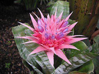 蜻蜓凤梨实拍