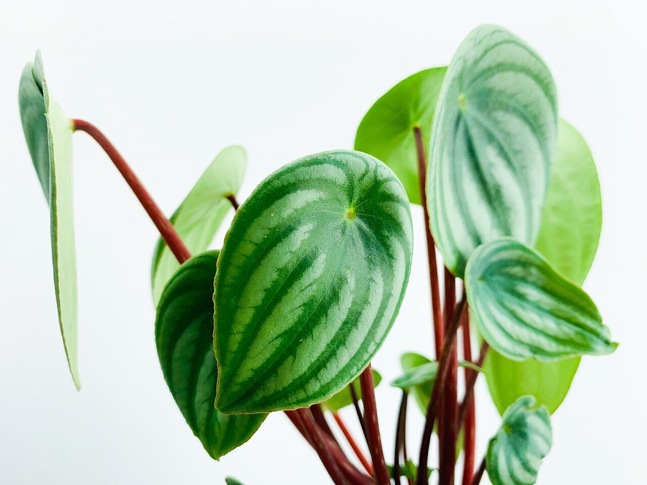 西瓜皮椒草实拍